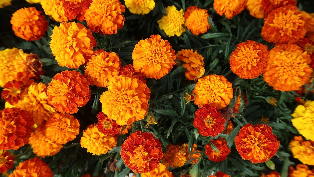 किसान गेंदा की इन 5 किस्मों की खेती से कम समय में करें दोगुनी कमाई, जानिए आसान तरीका
