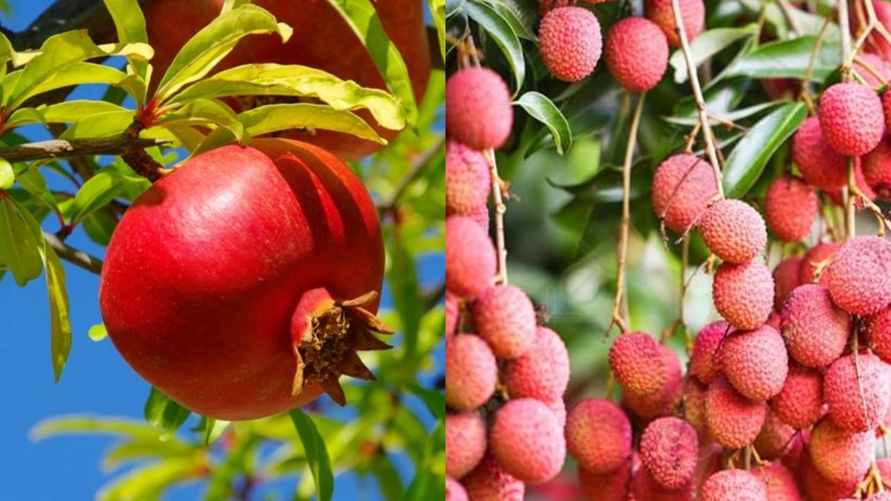 मॉनसून में लगाएं ये 5 फलों के पेड़ और कमाएं सालों साल मुनाफा