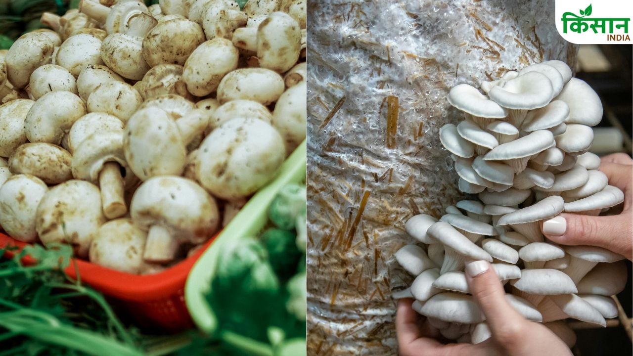प्राकृतिक खेती से किसान की बदली किस्मत, केवल बटन मशरूम बेचकर कर रहा लाखों में कमाई