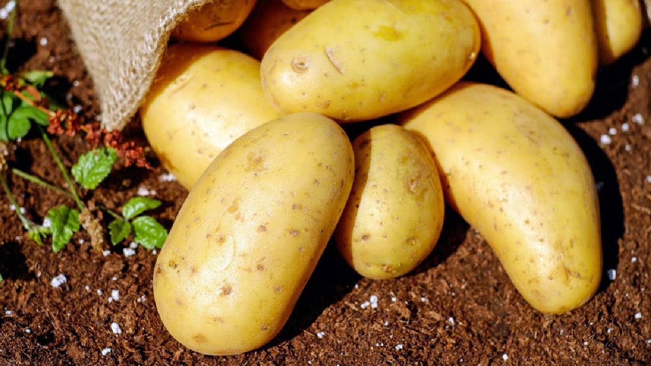 कैसे बना आलू का कंद? वैज्ञानिकों को मिले 90 लाख साल पुराने चौंकाने वाले सबूत