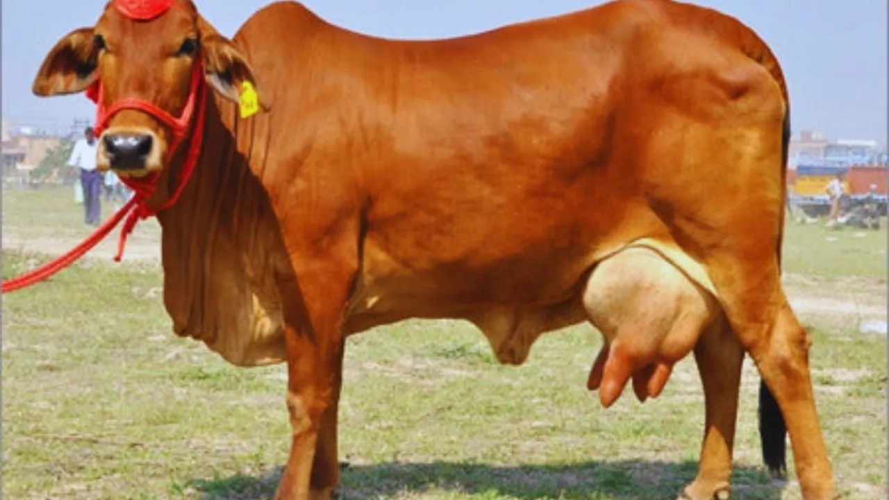 Sahiwal Cow: कम चारा और ज्यादा दूध, डेयरी कारोबार में किसानों की पहली पसंद बनी ये गाय