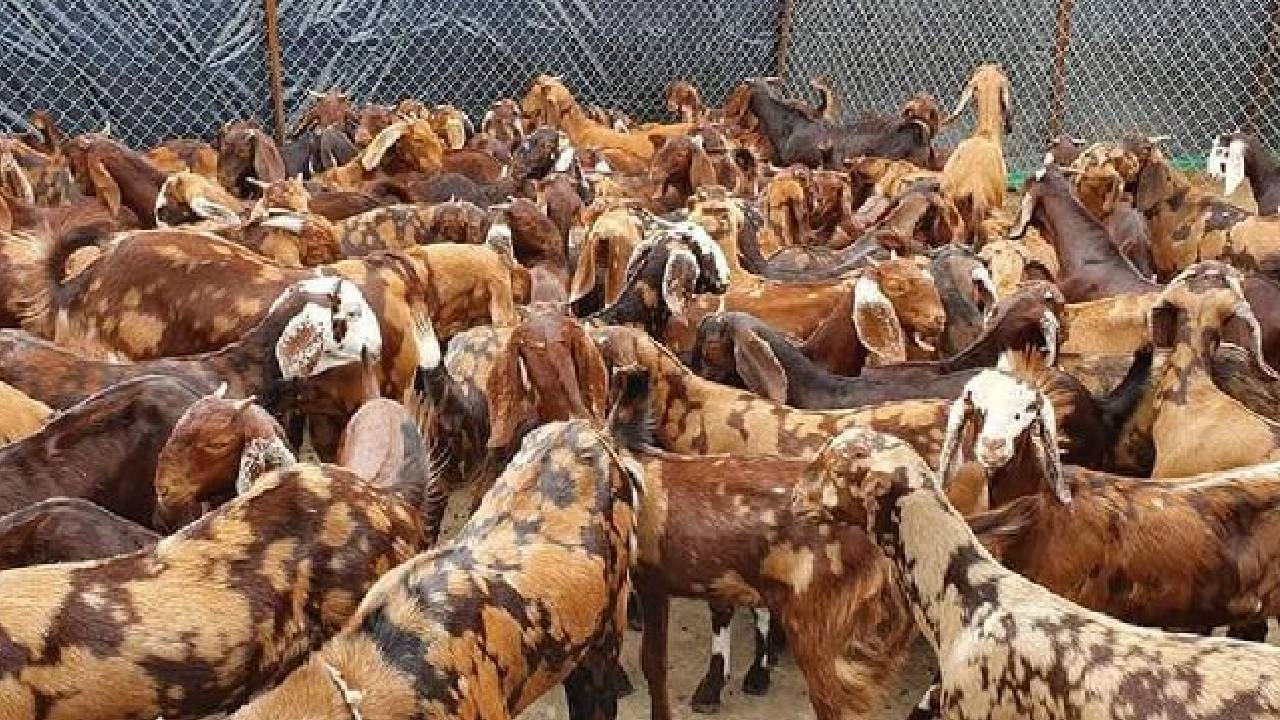 Goat Farming: इस नस्ल की बकरी का करें पालन, 1 हफ्ते में शुरू हो जाएगी कमाई