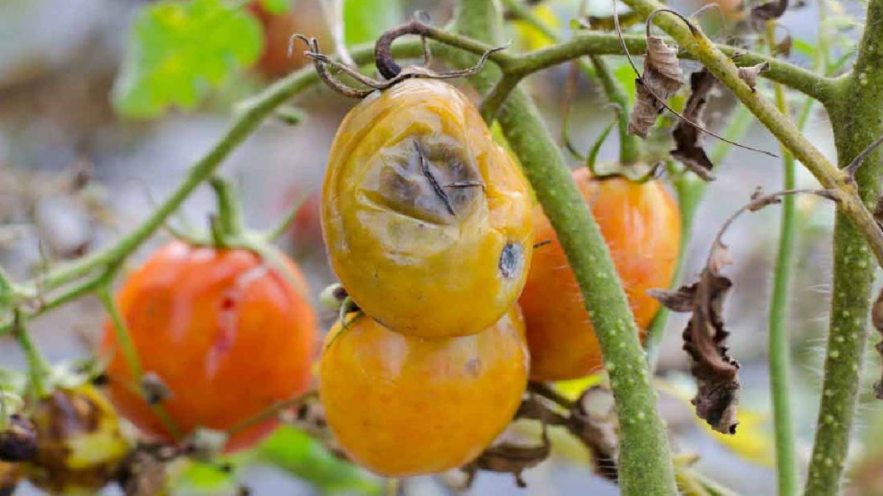 आईआईटी इलाहाबाद का कमाल: एआई बनेगा फसल डॉक्टर, अब मिनटों में बताएगा रोग