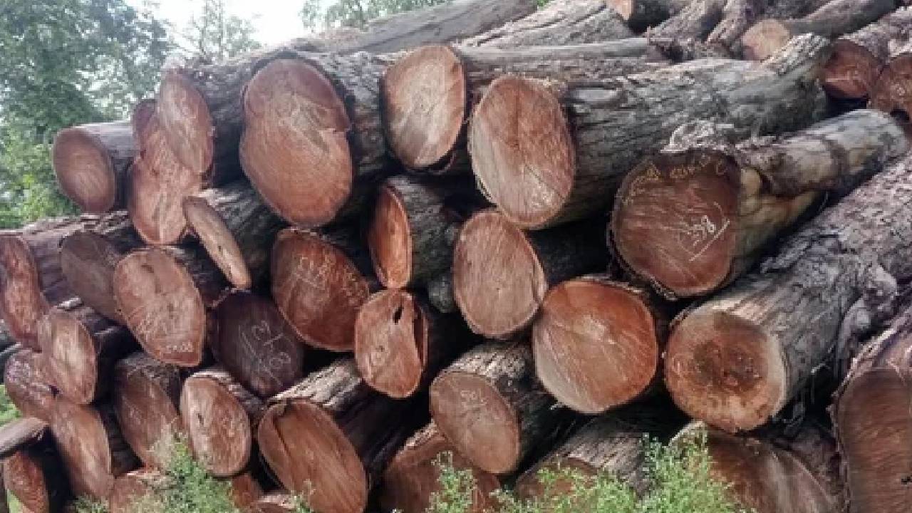 सागवान और शीशम को टक्कर देता है ये पेड़, 3 साल में किसान कमाएं लाखों