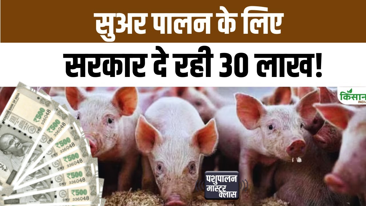 सुअर पालन पर मिल रहा है लाखों का सरकारी अनुदान, ऐसे उठाएं योजना का पूरा लाभ