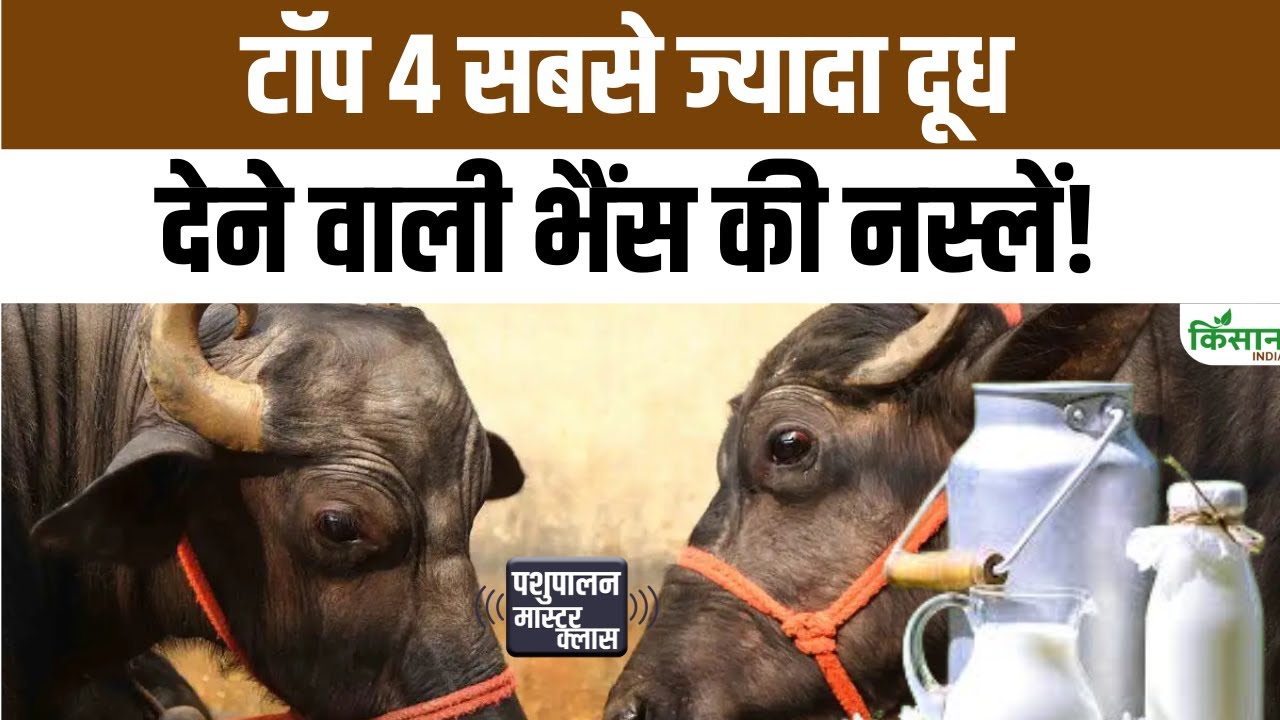 Buffalo Farming: जानिए भारत की चार सबसे दूध देने वाली भैंसों के बारे में सब कुछ