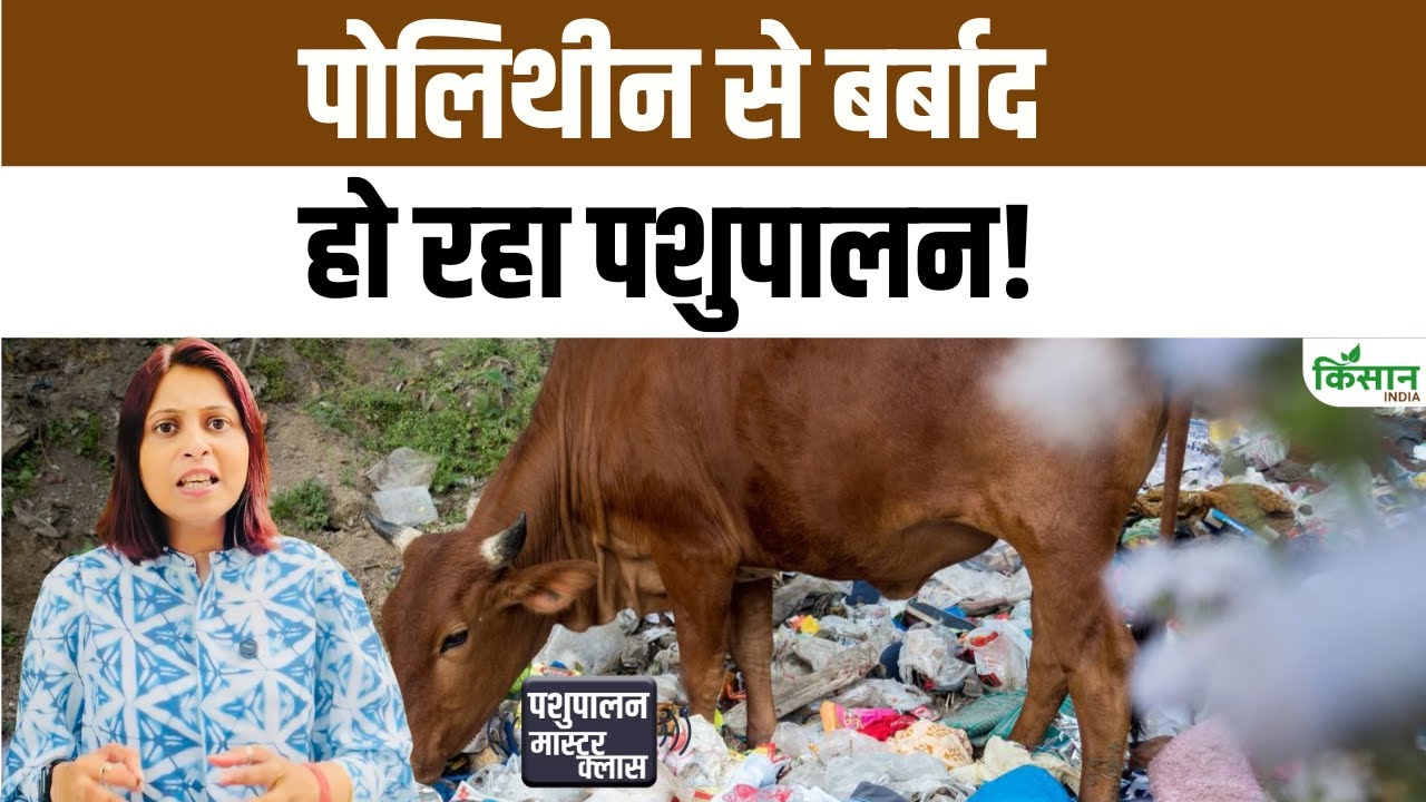 जानवरों की सेहत से खिलवाड़ कर रहा है प्लास्टिक, बचाव के लिए अपनाएं ये उपाय
