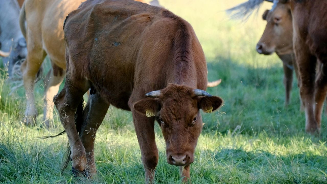 Cattle Disease: गाय-भैंस में फैल रही है ये खतरनाक बीमारी, समय रहते करें इलाज वरना भारी नुकसान
