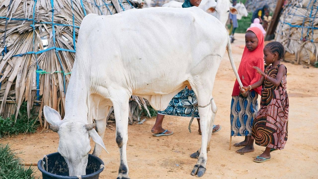 2 से 9 अक्टूबर तक चलेगा अभियान, पशुपालकों को घर जाकर दी जाएगी डेयरी योजनाओं की जानकारी