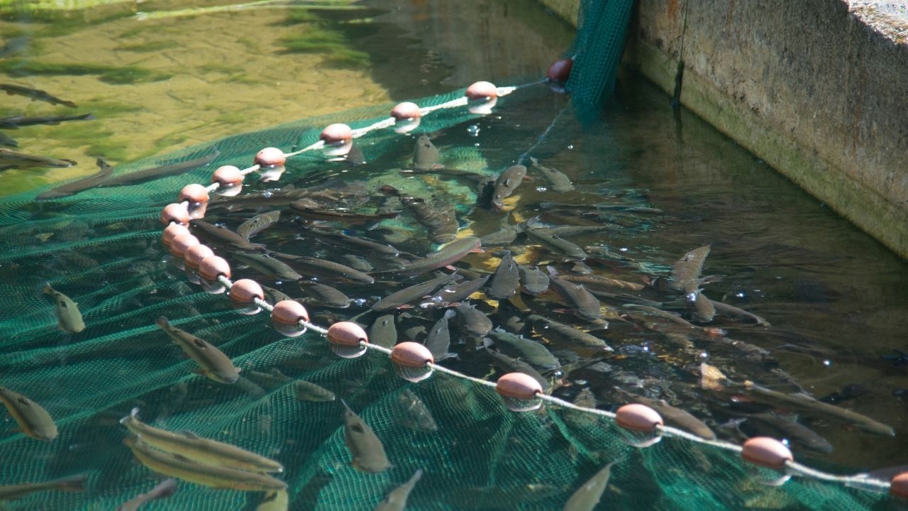 Fish Care: बदलते मौसम में मछलियों को बीमारी से बचाएं, जानें तालाब में कितना पानी होना चाहिए