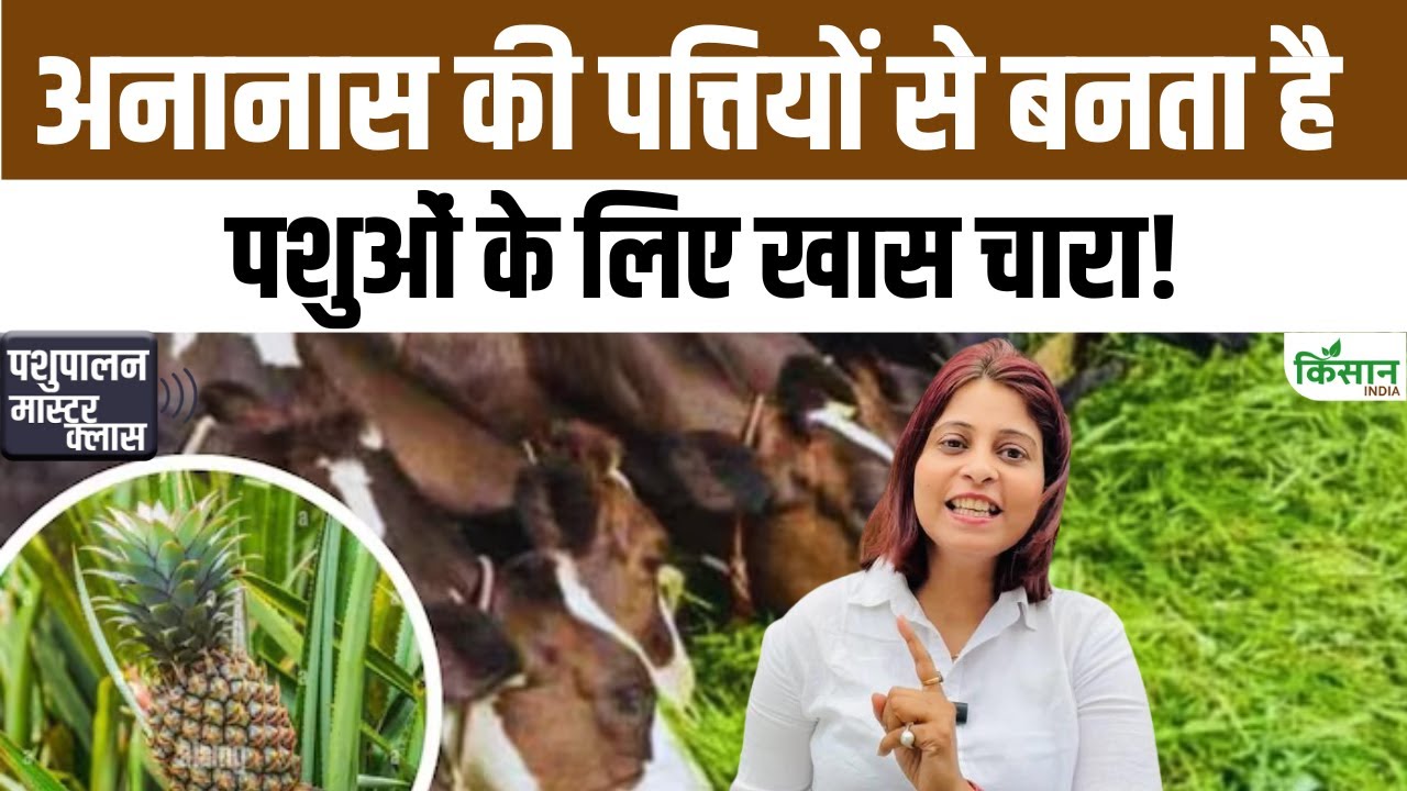 पशुओं को खाने में दें अनानास की पत्तियों से बना चारा, दूध उत्पादन बढ़ाने में है कारगर