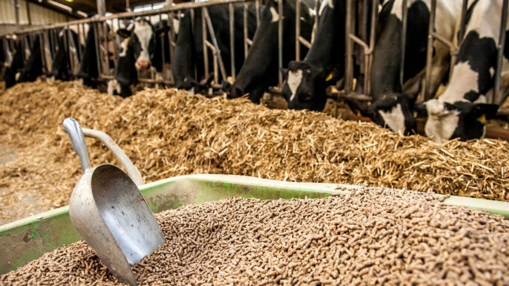 Urea Treated Straw: एक क्विंटल भूसे में चार किलो यूरिया और चालीस लीटर पानी का घोल डालकर 21 दिन तक ढक कर रखने से यह मुलायम, हरे जैसा और पौष्टिक चारा तैयार हो जाता है. Urea Treated Straw: एक क्विंटल भूसे में चार किलो यूरिया और चालीस लीटर पानी का घोल डालकर 21 दिन तक ढक कर रखने से यह मुलायम, हरे जैसा और पौष्टिक चारा तैयार हो जाता है.