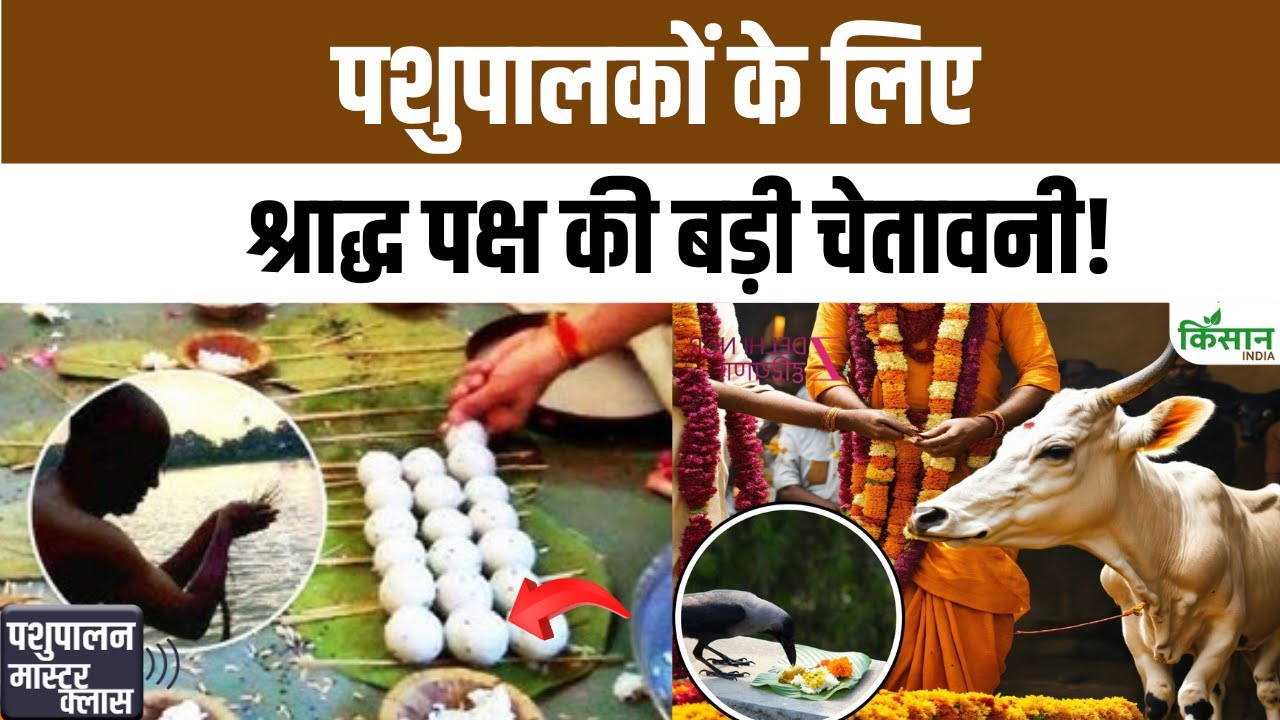 श्राद्ध पक्ष में पशुपालन विभाग की खास अपील, गायों को न खिलाएं तला या बासी भोजन