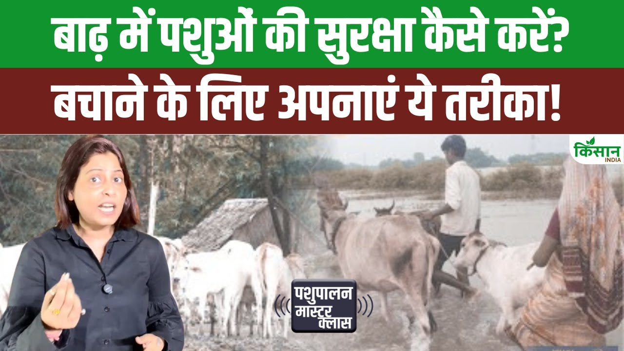 बाढ़ से पशुओं में बढ़ा बीमारी और संक्रमण का खतरा, वीडियो में जानिए क्या हैं बचाव के उपाय