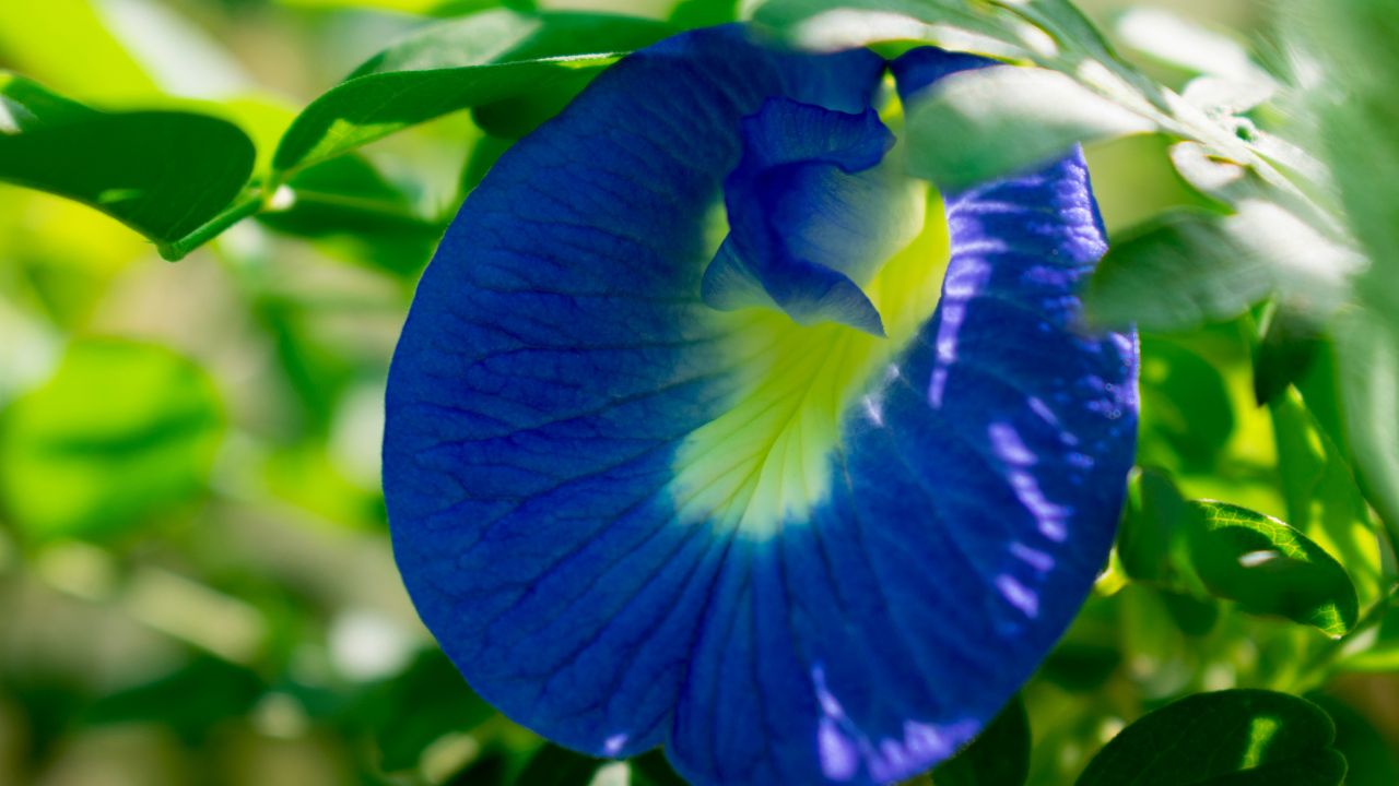 Gardening Tips: गमले में उगा लें अपराजिता का पौधा, इन देसी तरीकों से आएंगे फूल ही फूल
