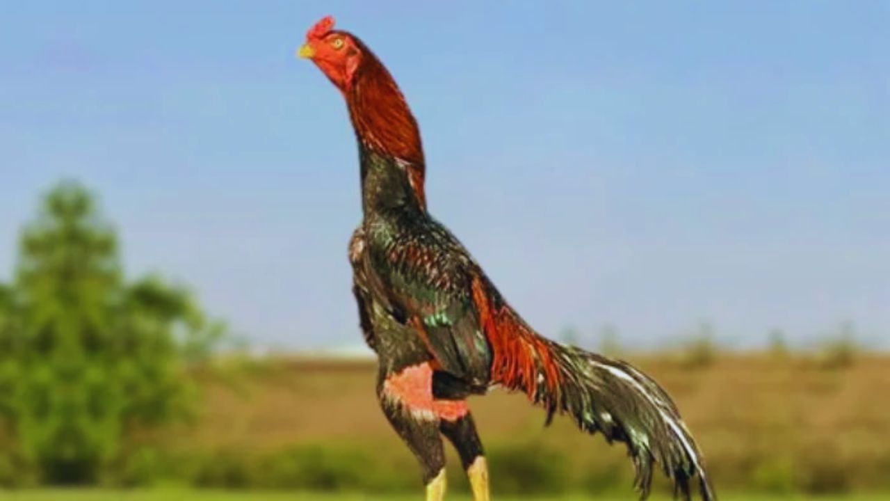 Poultry Farming: किसानों के लिए सोने की खान है ये मुर्गी, एक अंडे की कीमत जान उड़ जाएंगे होश!