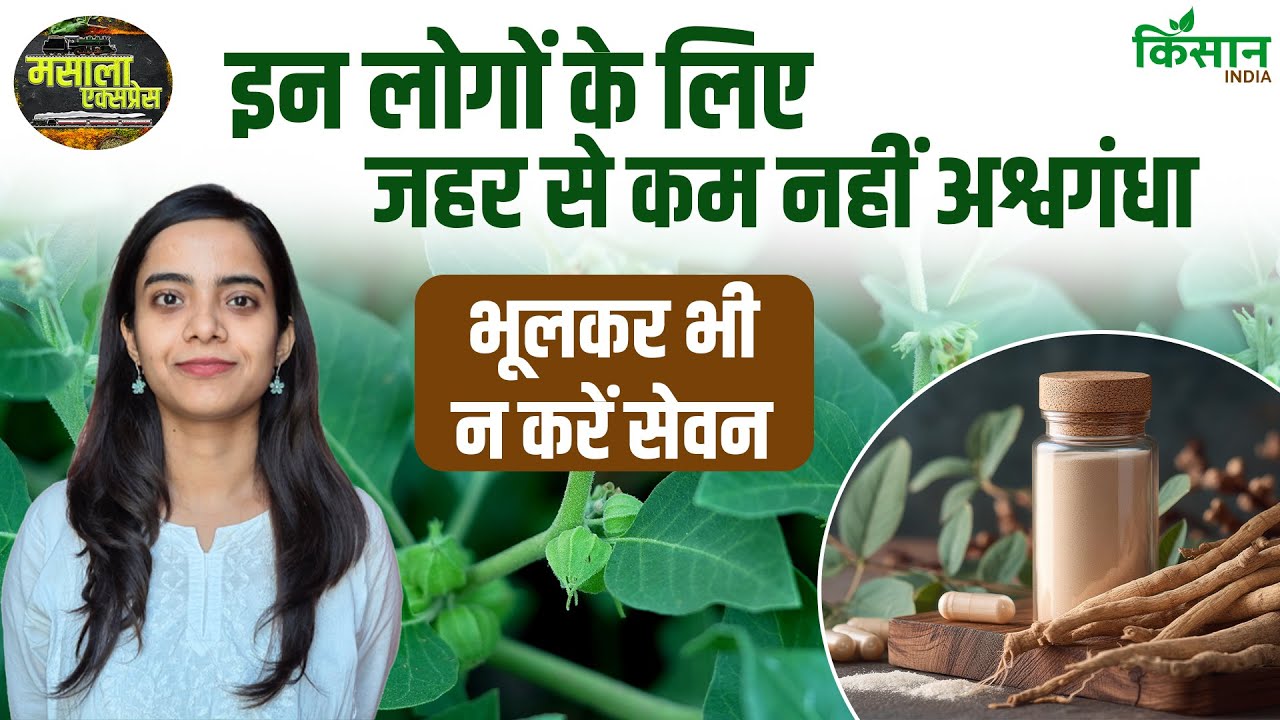 कुछ लोगों के लिए जहर का काम करता है अश्वगंधा, जान लीजिए क्या हैं फायदे-नुकसान