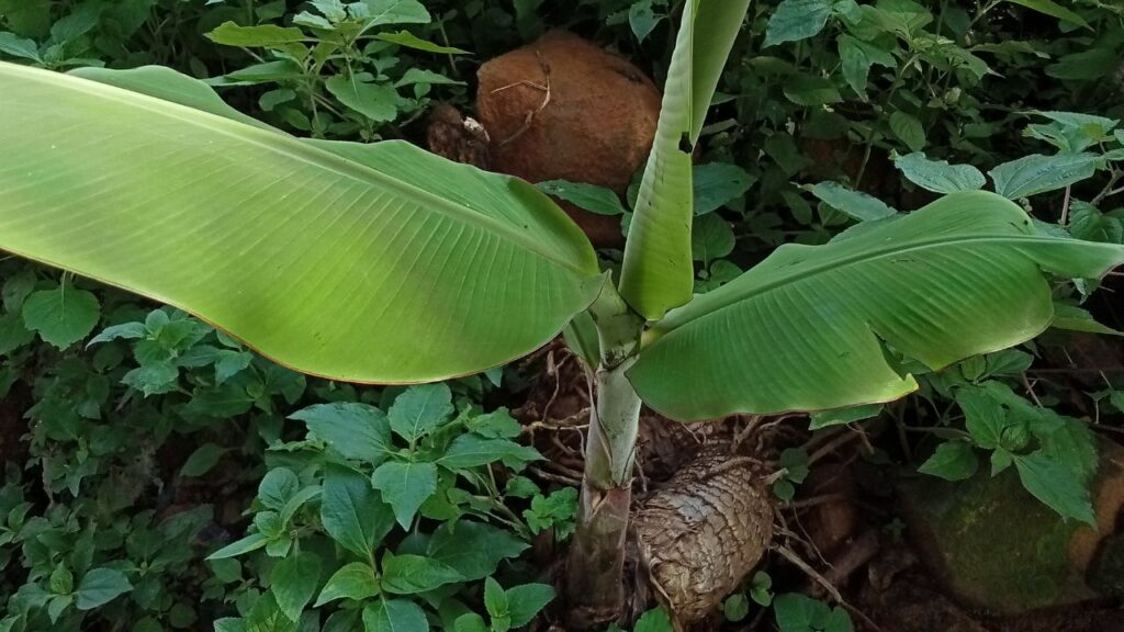 तेज हवाओं से बचाने के लिए चारों ओर पिंजरा बनाएं और पत्तों से ढक दें. सही देखभाल से 12 महीने में फल लगने लगेंगे, जिससे आप केले और पत्तों से आमदनी कर सकते हैं. तेज हवाओं से बचाने के लिए चारों ओर पिंजरा बनाएं और पत्तों से ढक दें. सही देखभाल से 12 महीने में फल लगने लगेंगे, जिससे आप केले और पत्तों से आमदनी कर सकते हैं.