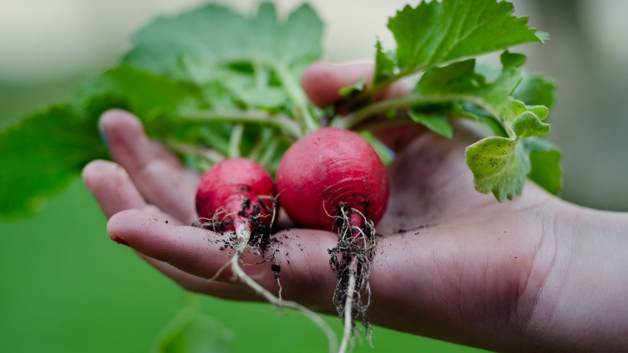 Beetroot Gardening: अब घर पर गमले में करें इस लाल सब्जी की खेती, पाएं ताजा स्वाद के साथ हेल्थ फ्री