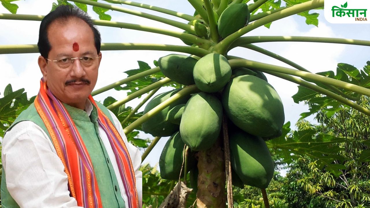 पपीते की खेती से किसानों और बागवानी का होगा विस्तार, योजना पर खर्च हो रहा मोटा फंड