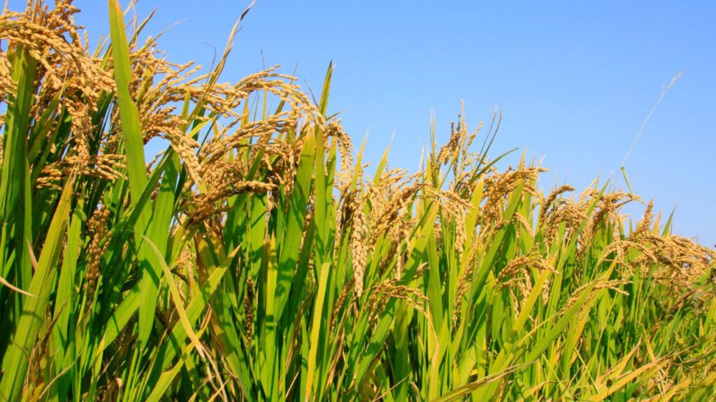 किसानों को चाहिए कि थायमैथाक्सम (Thiamethoxam) 100 ग्राम को 250 लीटर पानी में घोलकर प्रति एकड़ छिड़काव करें. छिड़काव हमेशा गोले के आकार में बाहर से अंदर की ओर करें, ताकि कीट पूरी तरह नियंत्रित हो सके. किसानों को चाहिए कि थायमैथाक्सम (Thiamethoxam) 100 ग्राम को 250 लीटर पानी में घोलकर प्रति एकड़ छिड़काव करें. छिड़काव हमेशा गोले के आकार में बाहर से अंदर की ओर करें, ताकि कीट पूरी तरह नियंत्रित हो सके.