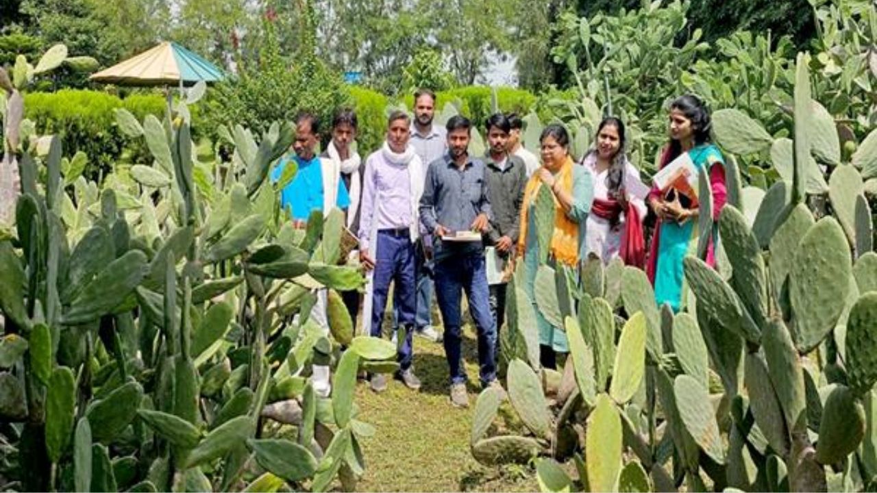 कैक्टस की खेती कराएगी बंपर कमाई, वैज्ञानिकों ने किसानों को बताए खाद और चारा बनाने के तरीके