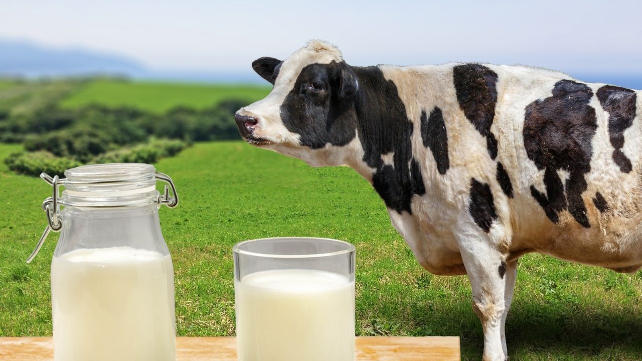 Cow Care Tips: बिना पैसा खर्च किए बढ़ाएं गाय-भैंस का दूध, बहुत कारगर हैं ये देसी नुस्खें