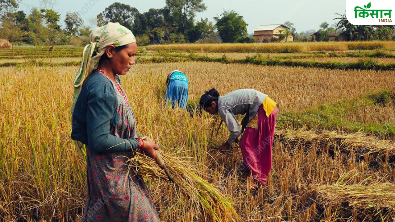 बरसात के दिनों में कर रहे हैं फसल कटाई तो इन बातों का रखें खयाल, NCDC ने दिए टिप्स