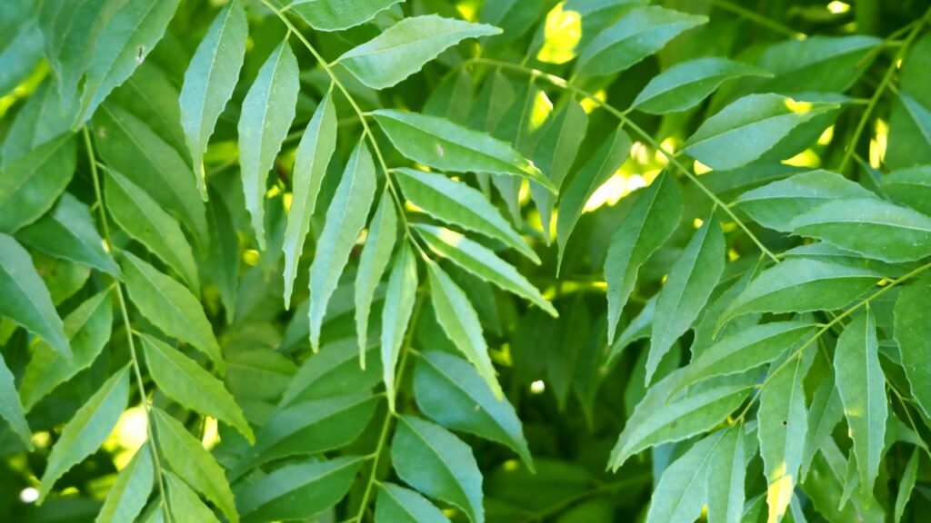 कड़ी पत्ता: कड़ी पत्ता न केवल खाने का स्वाद बढ़ाता है बल्कि पाचन को भी दुरुस्त करता है. इसे गमले या प्लास्टिक की बोतल में लगाया जा सकता है और यह दवा की तरह रोजमर्रा के खाने में असर दिखाता है. कड़ी पत्ता: कड़ी पत्ता न केवल खाने का स्वाद बढ़ाता है बल्कि पाचन को भी दुरुस्त करता है. इसे गमले या प्लास्टिक की बोतल में लगाया जा सकता है और यह दवा की तरह रोजमर्रा के खाने में असर दिखाता है.