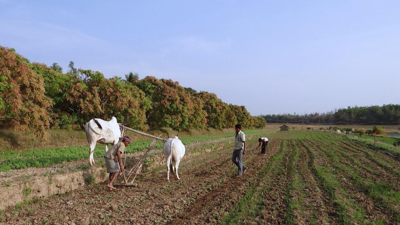 गौशालाओं के लिए सब्सिडी राशि बढ़ाने की घोषणा, बैलों से खेती पर भी 30 हजार रुपये किसानों को मिलते रहेंगे