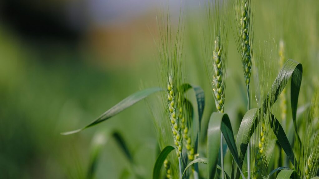 Digital Farming Kya Hai: डेटा एनालिसिस टूल्स की मदद से फसल को पानी, खाद और कीटनाशक की सही मात्रा मिलती है. इसका सीधा फायदा यह होता है कि उत्पादन बढ़ता है और फसल की गुणवत्ता भी बेहतर होती है. साथ ही इससे फसल की सेहत और मिट्टी की गुणवत्ता का सही आंकलन होता है. Digital Farming Kya Hai: डेटा एनालिसिस टूल्स की मदद से फसल को पानी, खाद और कीटनाशक की सही मात्रा मिलती है. इसका सीधा फायदा यह होता है कि उत्पादन बढ़ता है और फसल की गुणवत्ता भी बेहतर होती है. साथ ही इससे फसल की सेहत और मिट्टी की गुणवत्ता का सही आंकलन होता है.