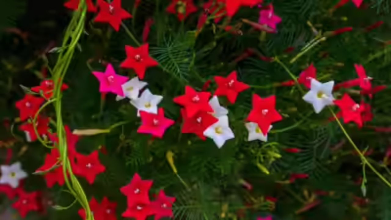 Gardening Tips: लाल, गुलाबी रंग के ये फूल आपके घर को बना देंगे खूबसूरत, बीमारियां भी रहेंगी दूर