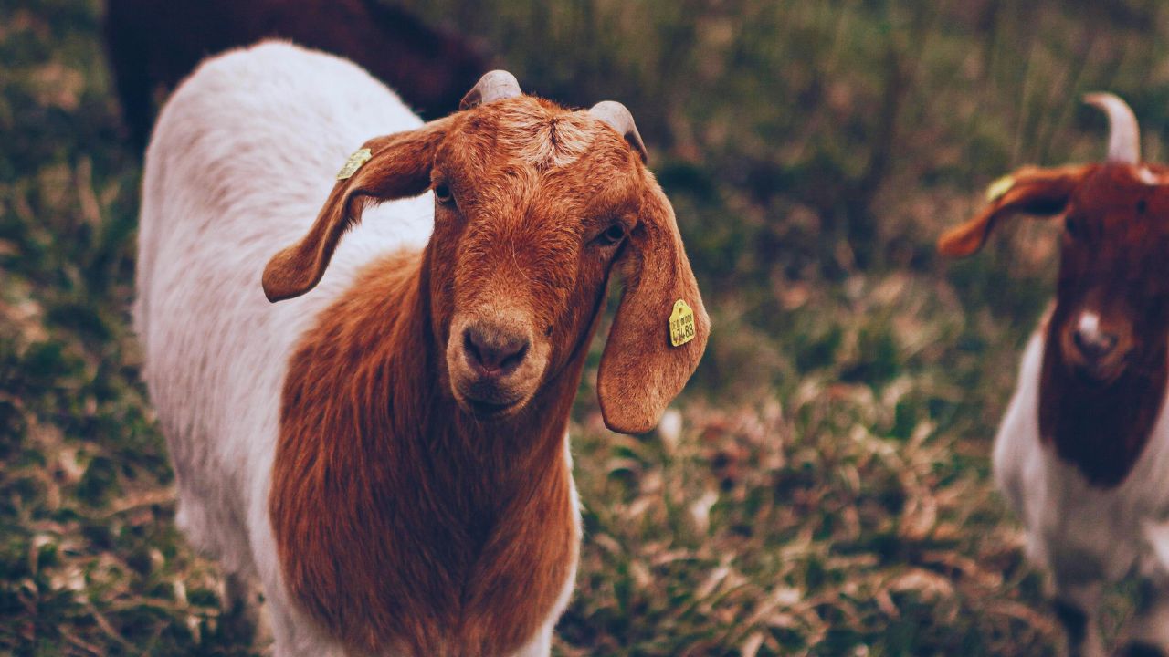 Goat Farming: कम खर्च में शुरू करें बकरी की इस खास नस्ल का पालन, 1 साल में बनाएं लाखों!