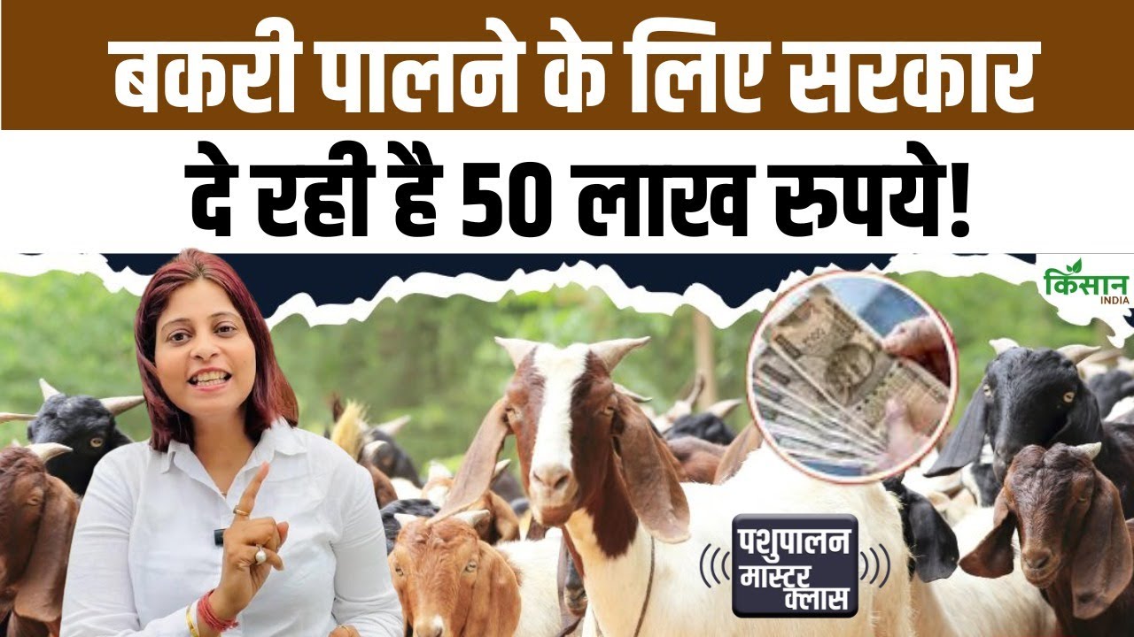 किसानों के लिए बकरी पालन करना होगा आसान, 35 फीसदी सब्सिडी के साथ मिलेगा 50 लाख तक लोन
