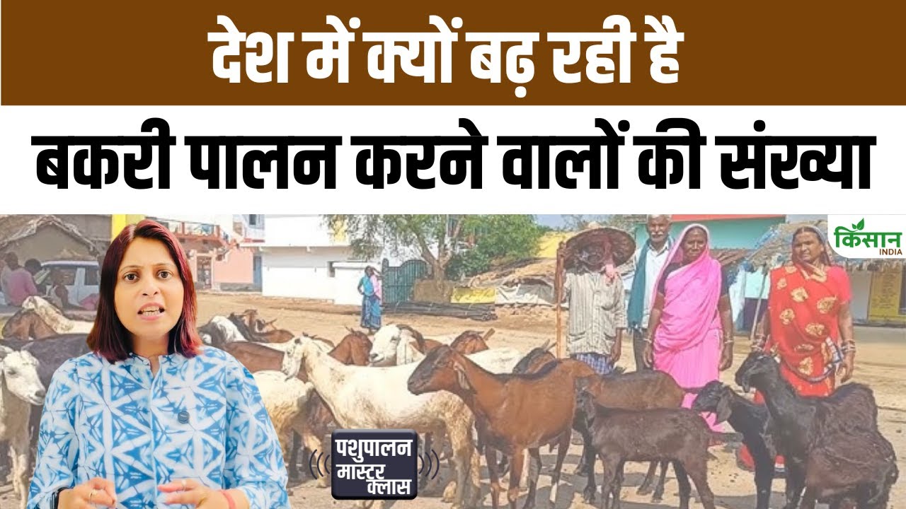 लोगों के बीच बढ़ रहा बकरी पालन का क्रेज, जानिए बिजनेस से कितना होता है मुनाफा