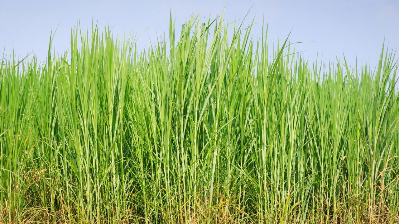 Farming Tips: इस देसी घास से बढ़ेगा गाय-भैंस का दूध, स्वाद और सेहत दोनों में होगा सुधार