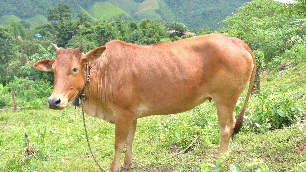 कम खर्च, ज्यादा दूध- जानिए पोनवर नस्ल की गाय क्यों है किसानों की पहली पसंद