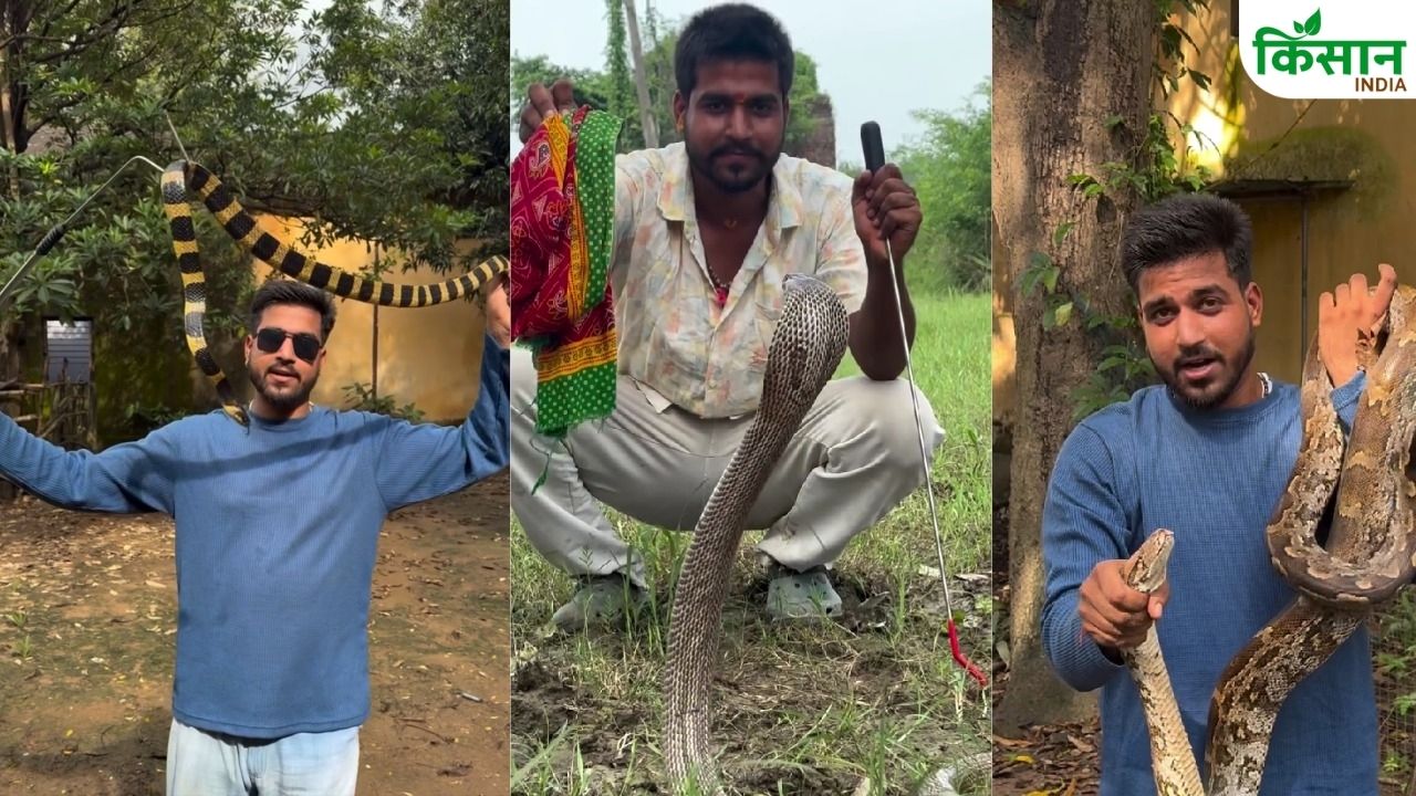 Snake Man of Bihar: कोबरा के काटने के बाद भी नहीं डरे हरीओम, अब तक 4000 सांपों को बचाया