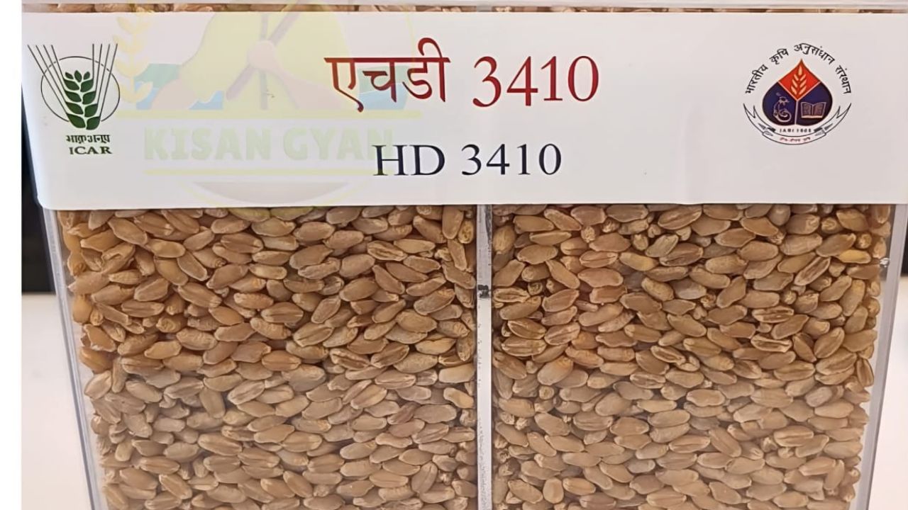 वैज्ञानिकों ने तैयार की गेहूं की उन्नत किस्म, आंधी-तूफान में भी नहीं गिरेगी फसल.. होगी बंपर पैदावार