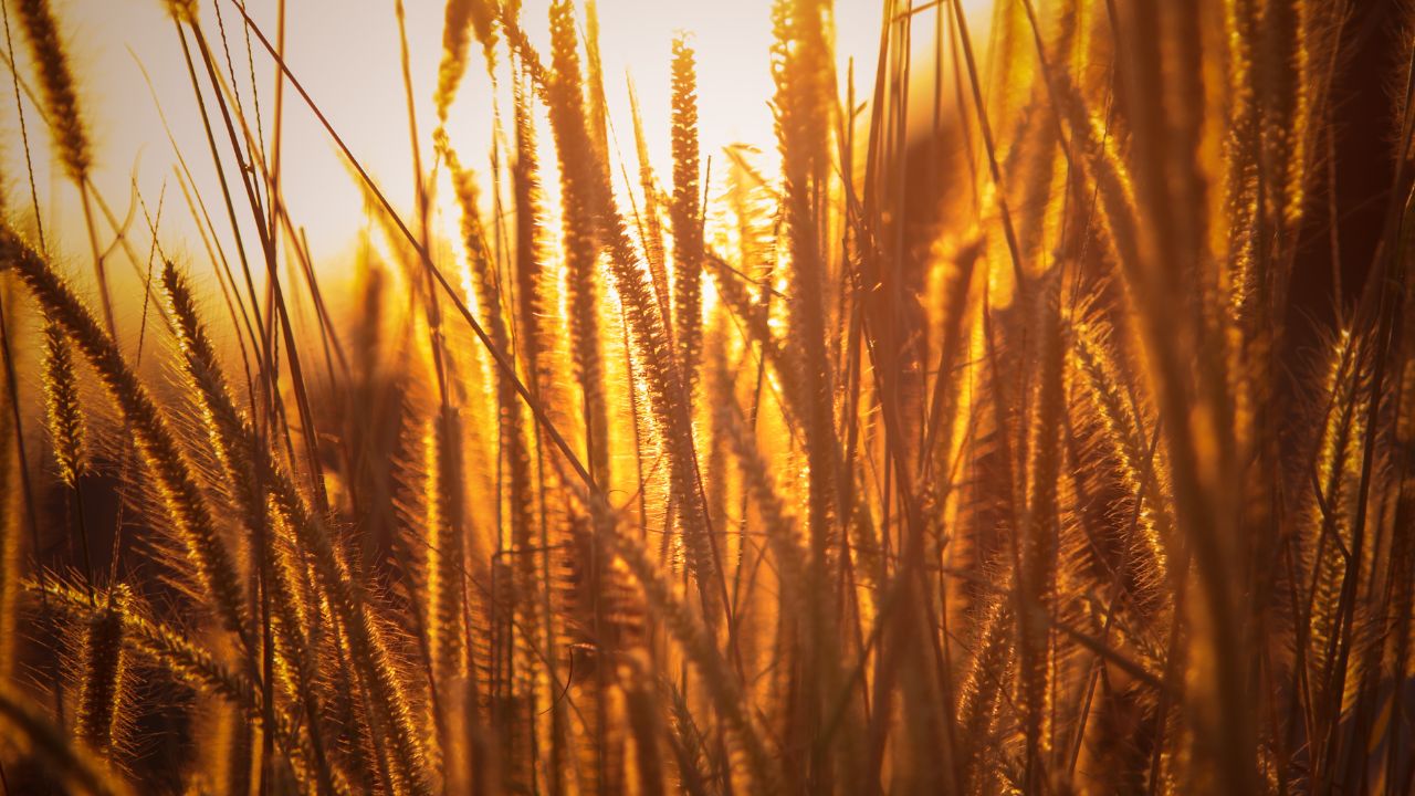 Wheat Variety DBW 303: रतुआ रोग से लड़ने में सक्षम ICAR की खास किस्म, बेकिंग कंपनियों की है पहली पसंद