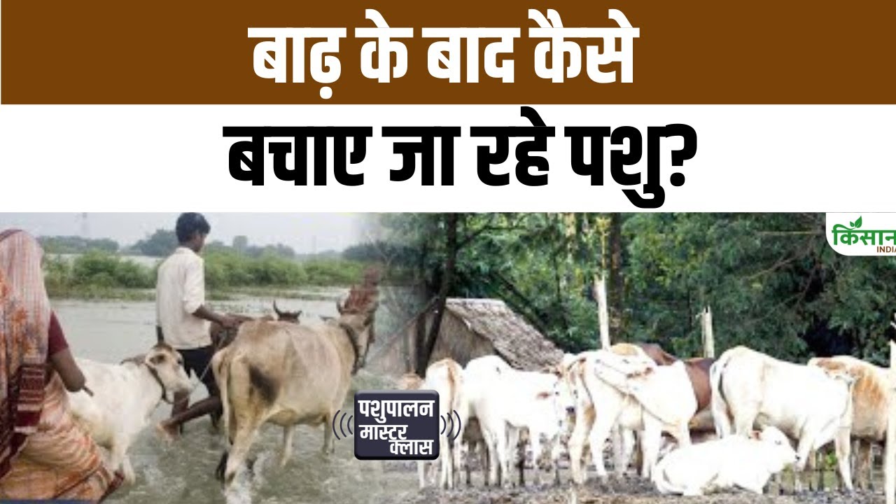 Punjab Flood 2025: बाढ़ ने छीन ली हजारों मवेशियों की जान, अब मिशन मोड में पशुपालन विभाग