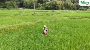 अफीम की खेती छोड़ पारंपरकि फसलों की तरफ लौटे किसान, झारखंड की ग्राम पंचायत बनी मिसाल अफीम की खेती छोड़ पारंपरकि फसलों की तरफ लौटे किसान, झारखंड की ग्राम पंचायत बनी मिसाल