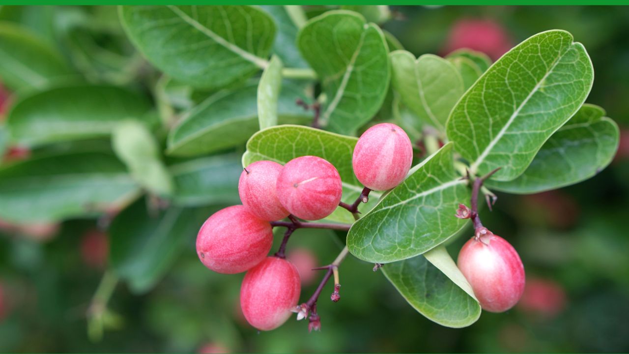 Gardening Tips: अपने बगीचे में शामिल करें करौंदे का पौधा, उगाने के लिए अक्टूबर का महीना है बेस्ट