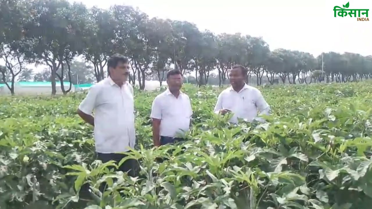 लोबिया और भिंडी की नई किस्म विकसित करने में सफल हुए वैज्ञानिक, रोग नहीं लगेगा और ज्यादा उपज मिलेगी