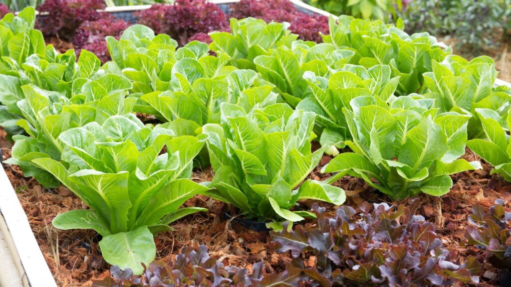 नीम तेल या गोमूत्र के घोल से छिड़काव करने पर लेट्यूस को कीटों और रोगों से बचाया जा सकता है, जिससे पौधा लंबी उम्र तक स्वस्थ रहता है. नीम तेल या गोमूत्र के घोल से छिड़काव करने पर लेट्यूस को कीटों और रोगों से बचाया जा सकता है, जिससे पौधा लंबी उम्र तक स्वस्थ रहता है.