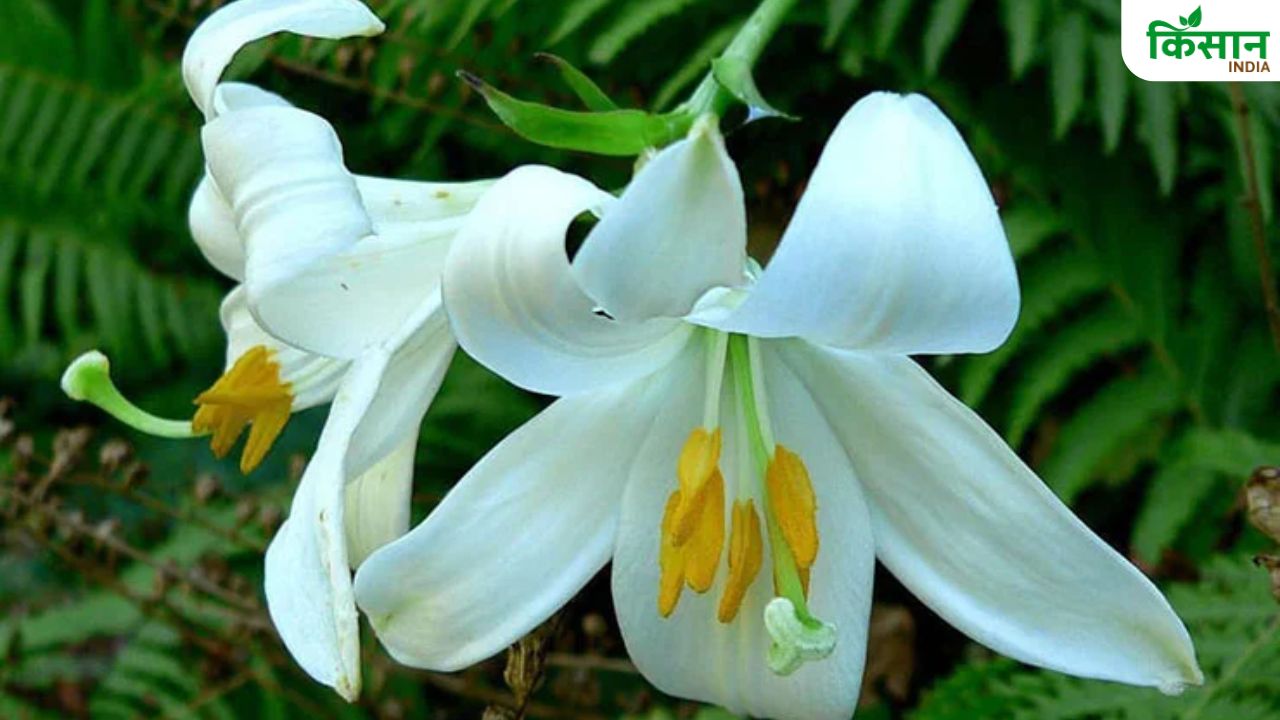 Lily Farming: सितंबर में करें लिली की खेती, एक एकड़ में होगी लाखों रुपये की कमाई