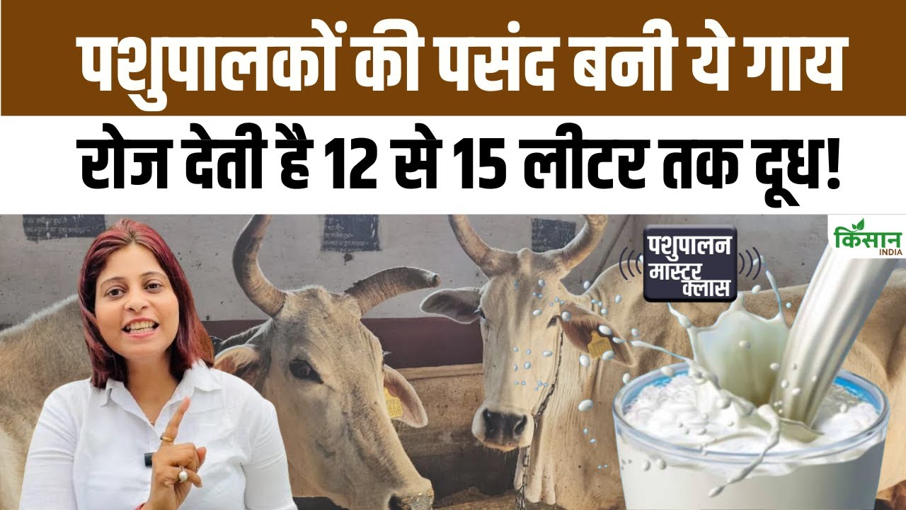 पशुपालकों की पहली पसंद बन रही मालवी गाय, रोजाना 12 से 15 लीटर तक देती है दूध