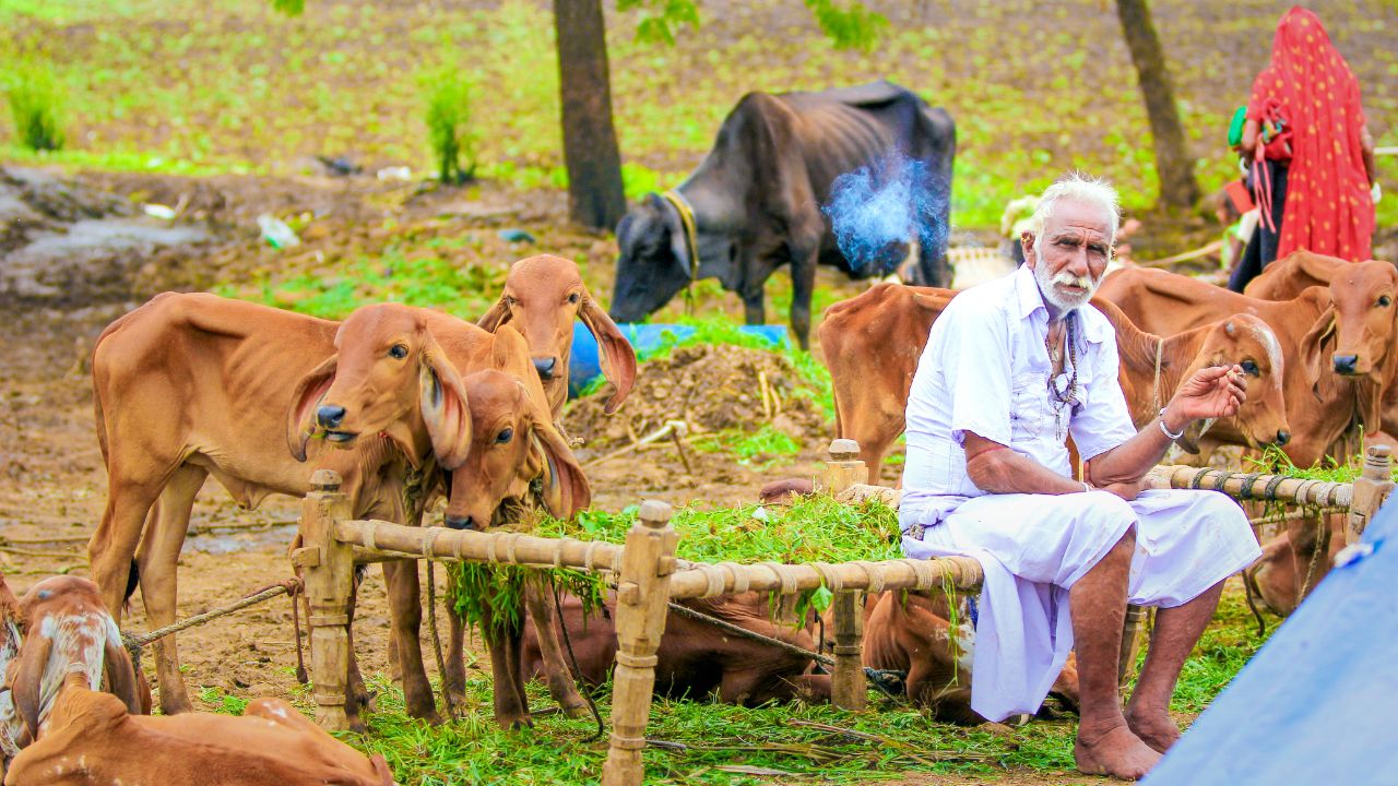 उपभोक्ताओं के लिए गाय-भैंस के दूध के नए पैकेट लॉन्च, किसानों की कमाई बढ़ा रही सहकारी दुग्ध समिति