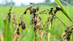 Paddy Crop Disease: बारिश-बाढ़ के बाद अब कीटों ने बढ़ाई धान किसानों की मुसीबत, इन उपायों से फसल बचाएं Paddy Crop Disease: बारिश-बाढ़ के बाद अब कीटों ने बढ़ाई धान किसानों की मुसीबत, इन उपायों से फसल बचाएं