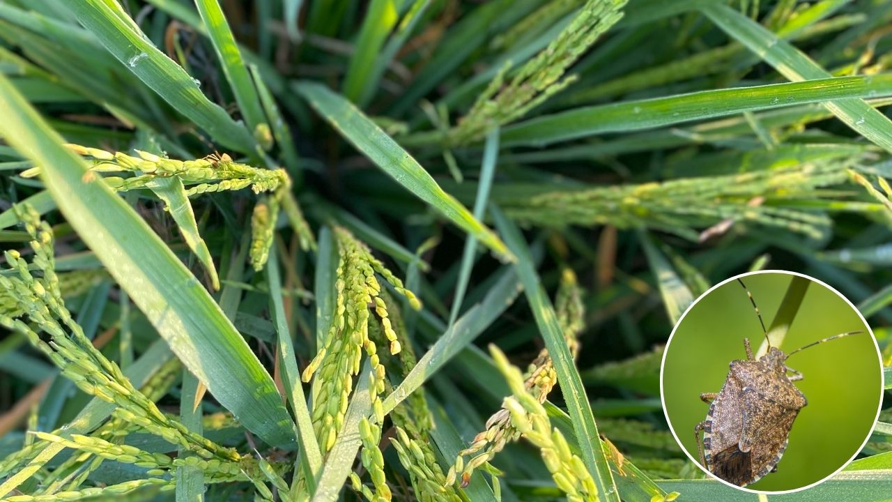 Paddy Crop Disease: बाढ़ वाले इलाकों में धान के लिए मुसीबत बना गंधी बग कीट, जानें लक्षण और बचाव के तरीके